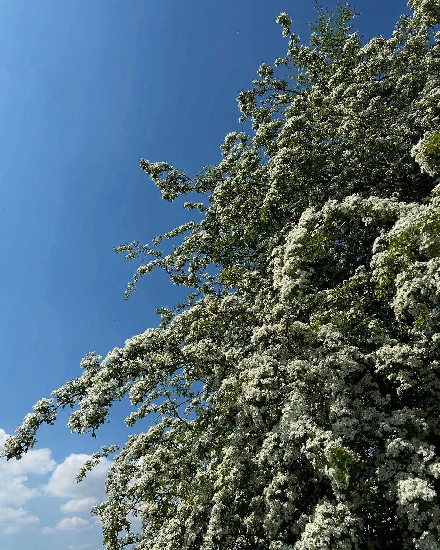 Bringing in May. 

It doesn&rsquo;t get much better than this (but perhaps  a drop of rain wouldn&rsquo;t go amiss) 

🌳🪻🪲🌸🐎🌞🌾🕷️