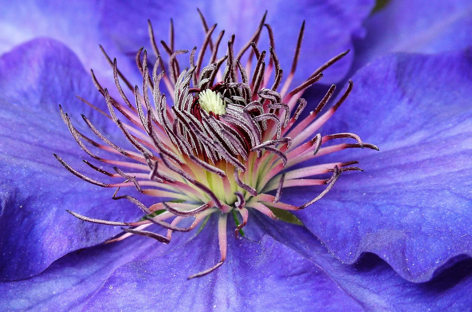 Clematis