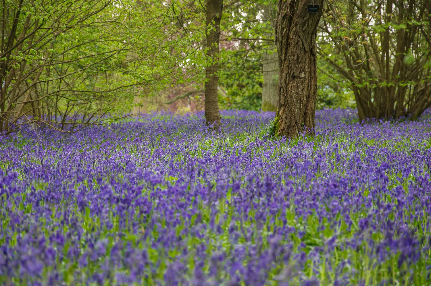 Bluebells