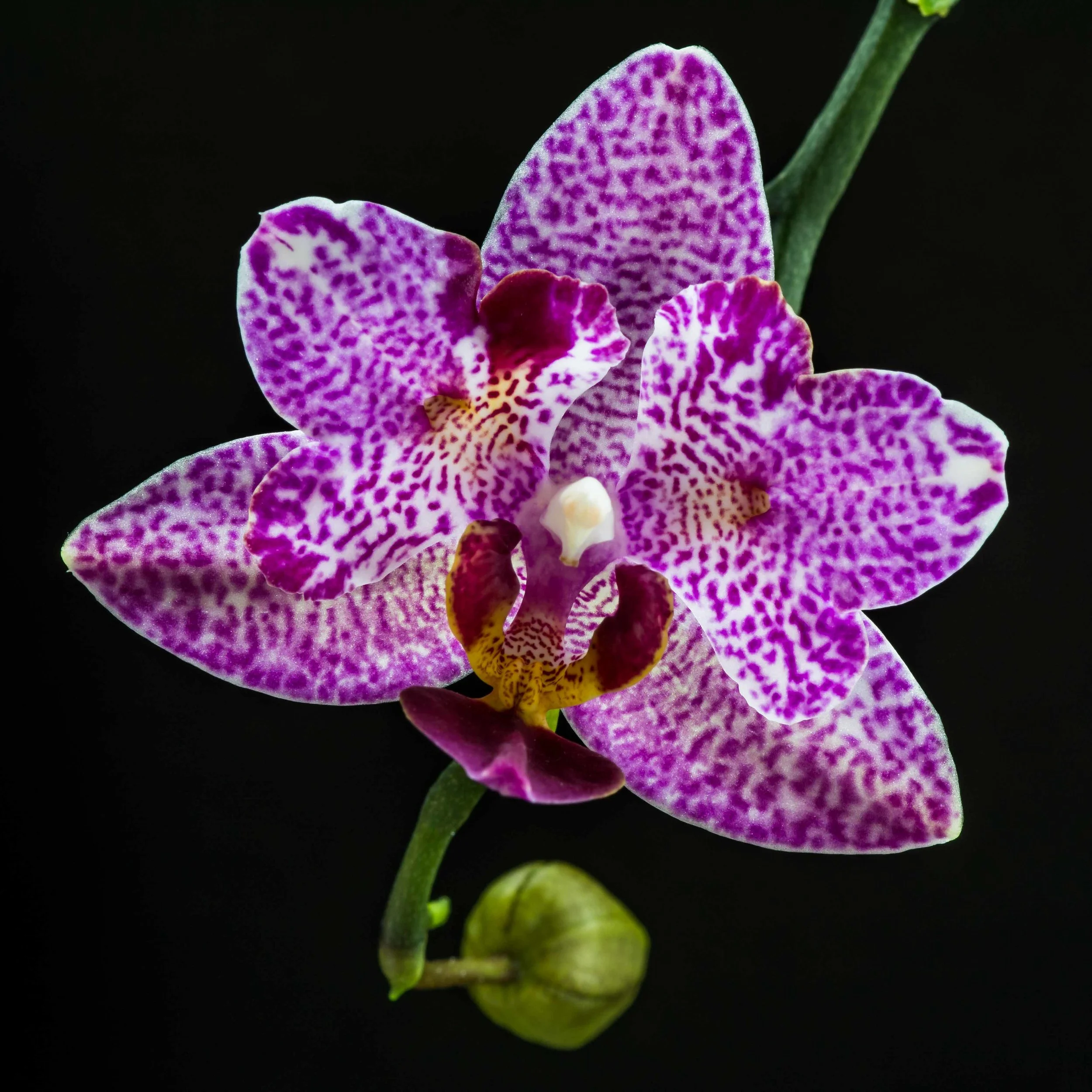 Single Orchid