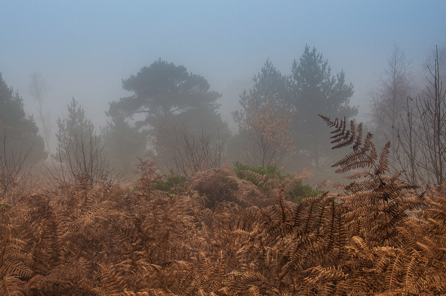 Autumn mist