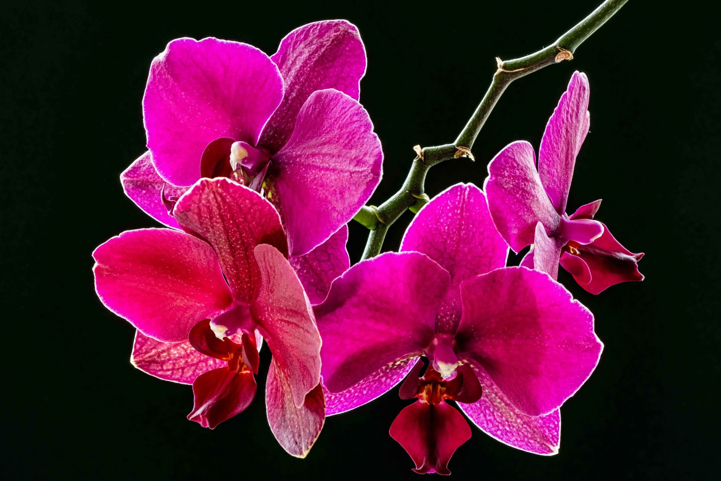 Orchids