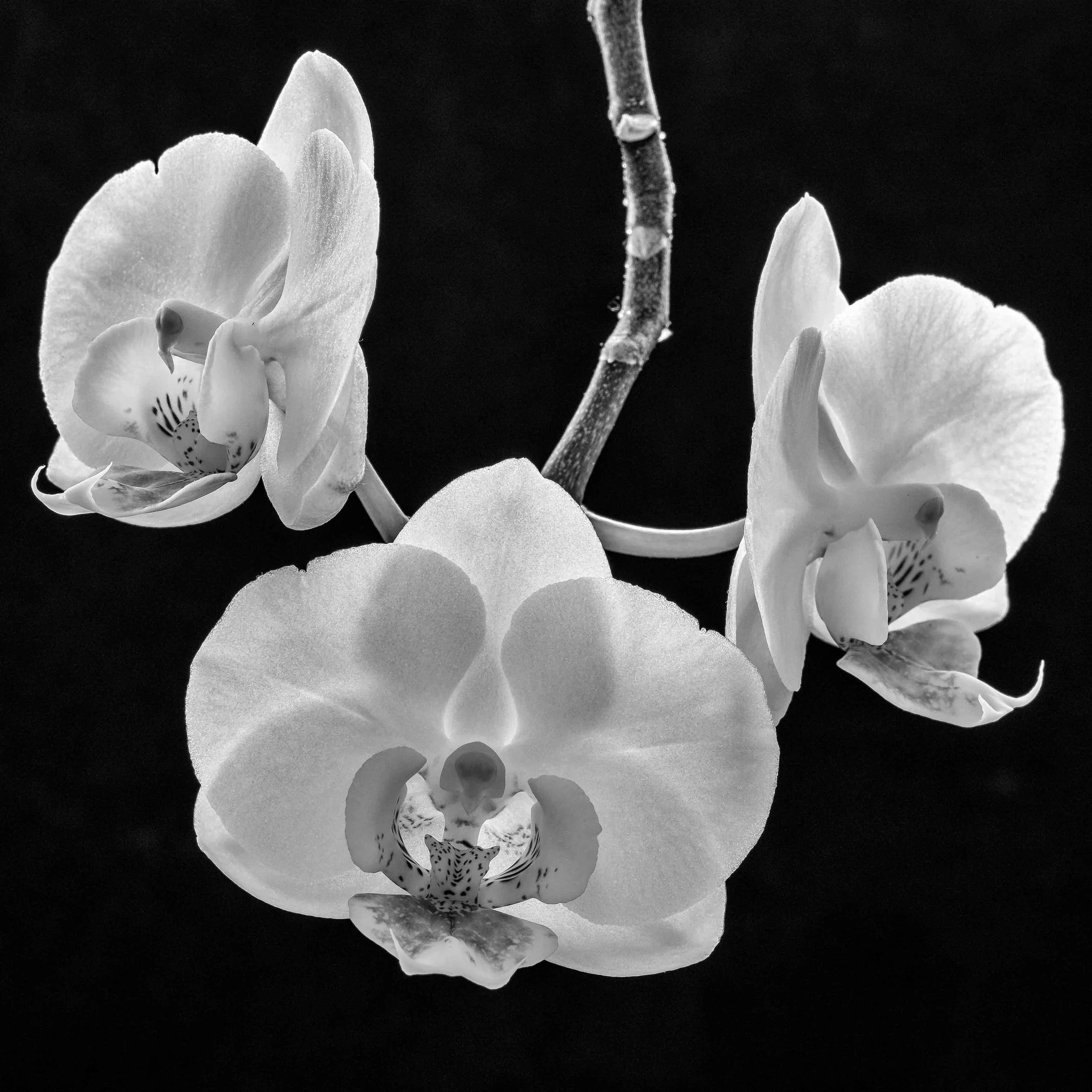 Orchids in Mono