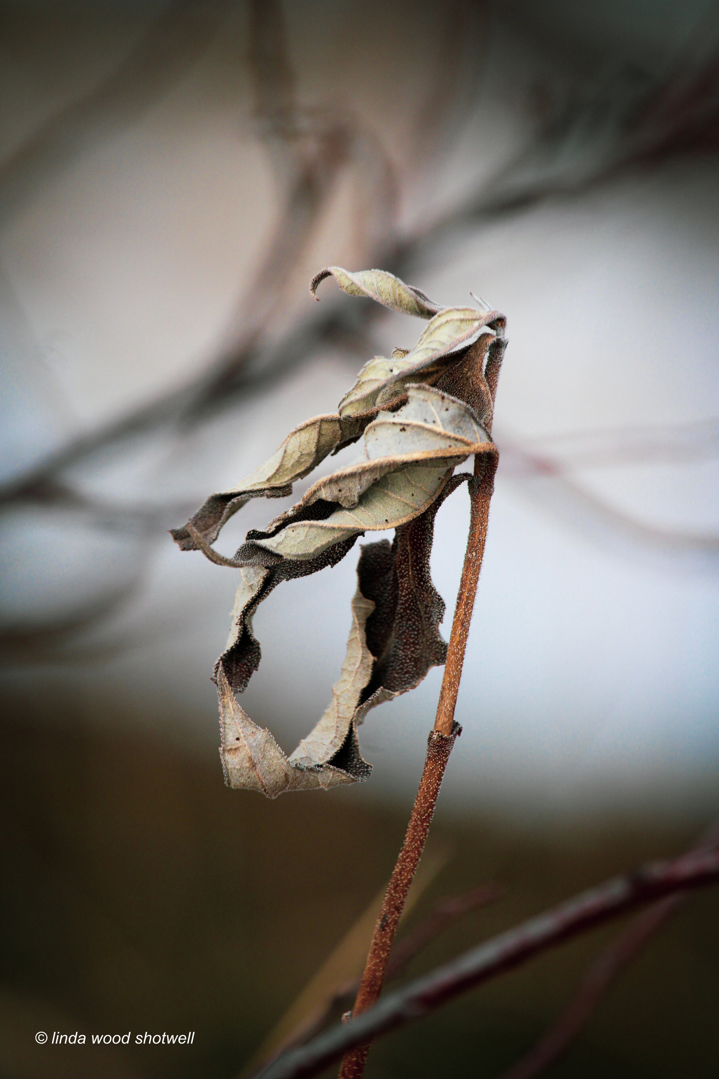 IMG_3710 - Copy.jpg