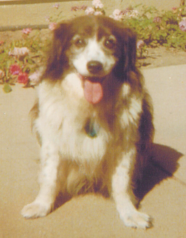 Scampy