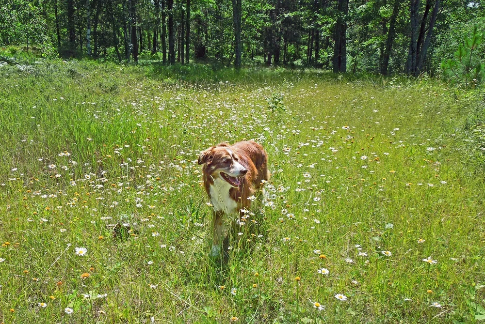 DSCN1383e+Jasper+up+north+e.webp