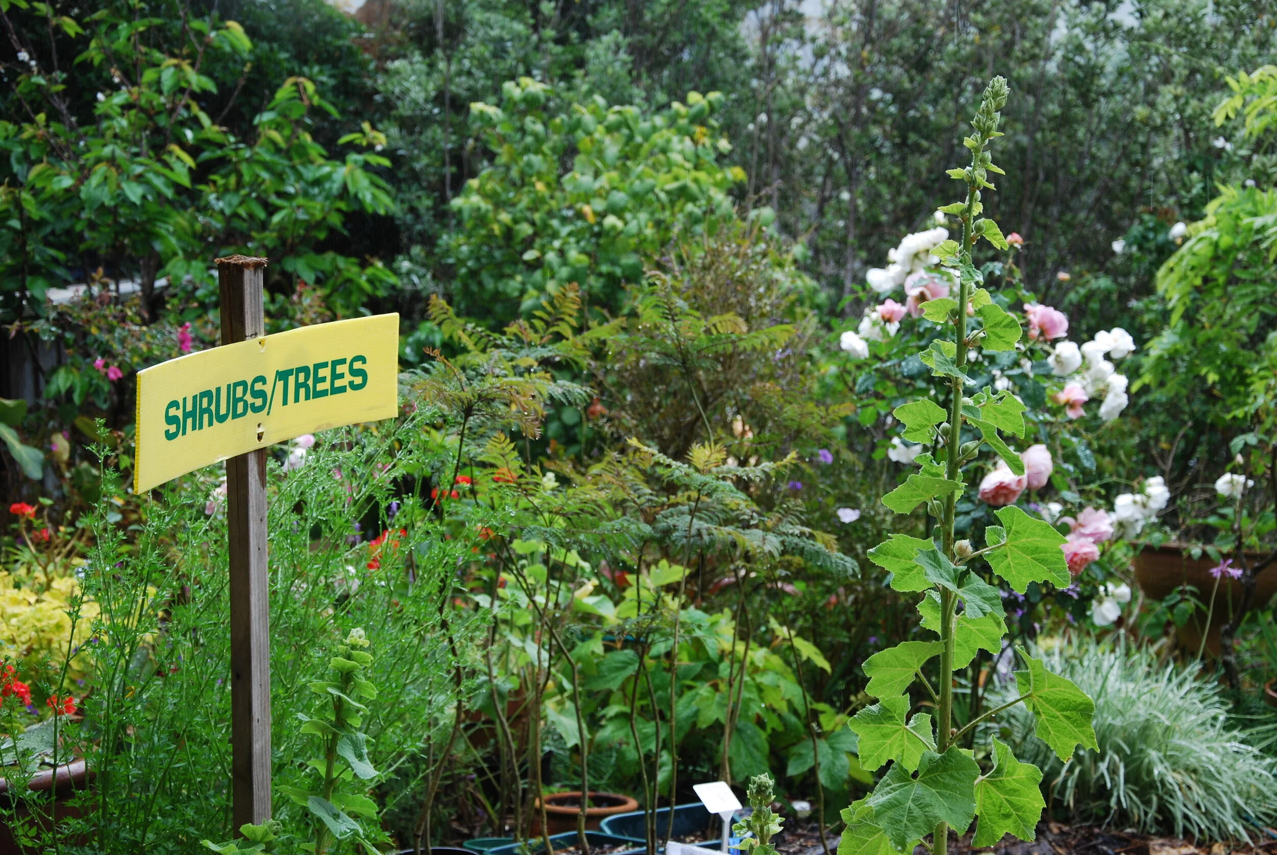 Ngaio's Massive Plant Sale
