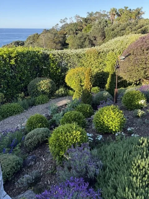 Garden 6 