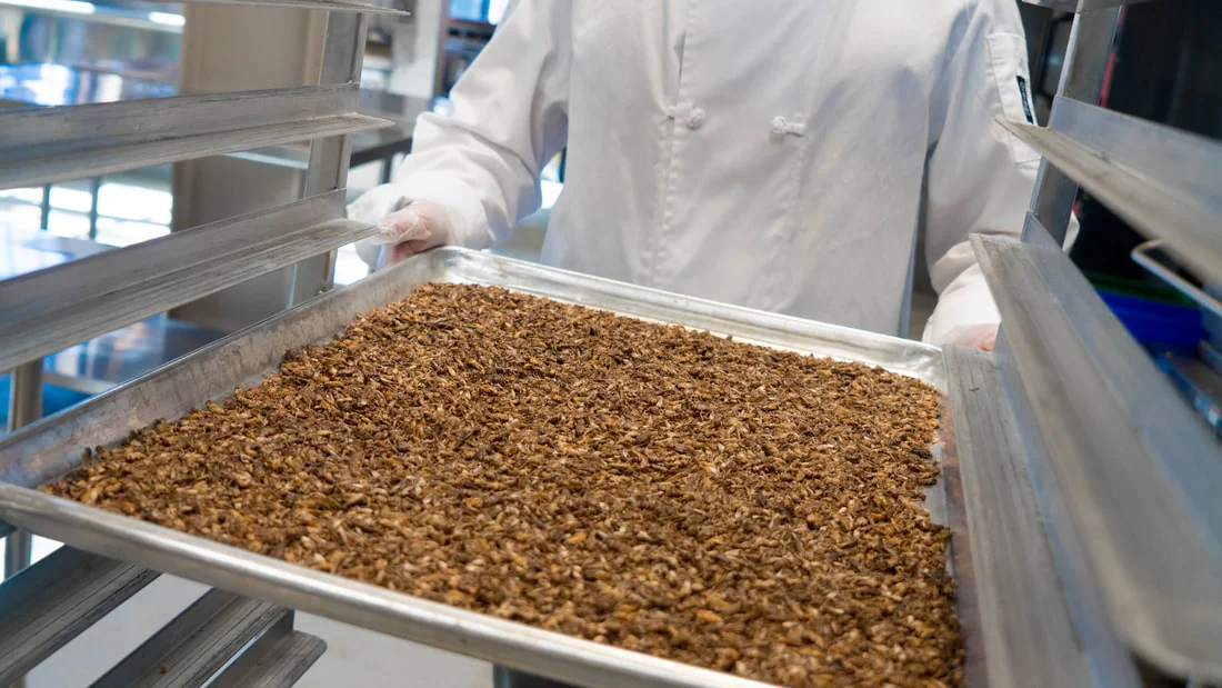 tiny-farms-whole-roasted-frozen-crickets-111_orig.jpg