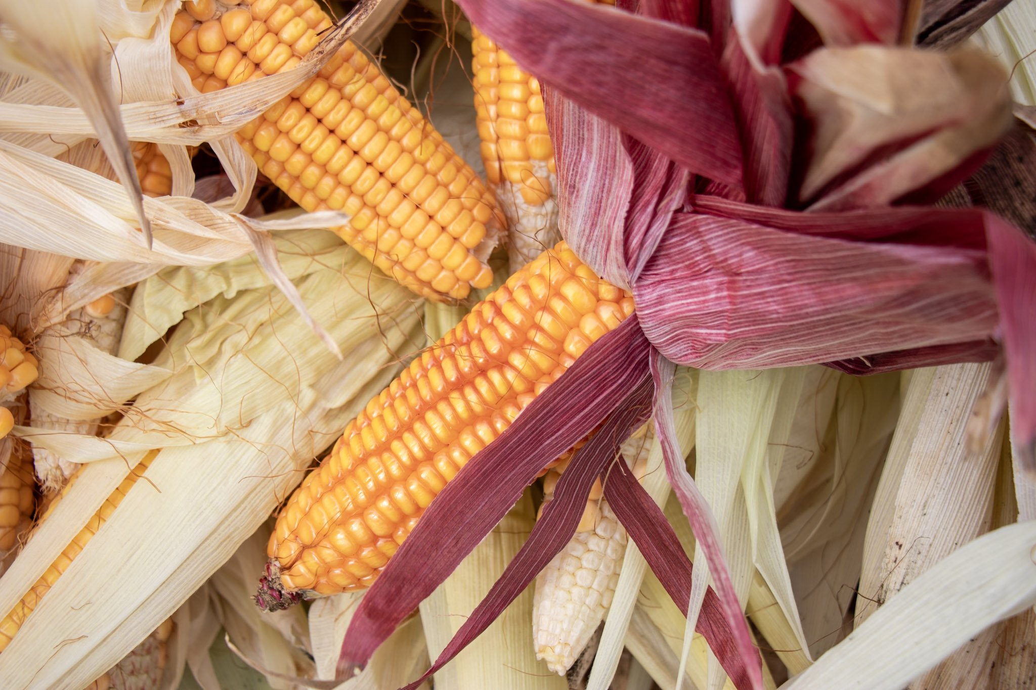 TEK Revitalizing Corn Workshop — The Cultural Conservancy