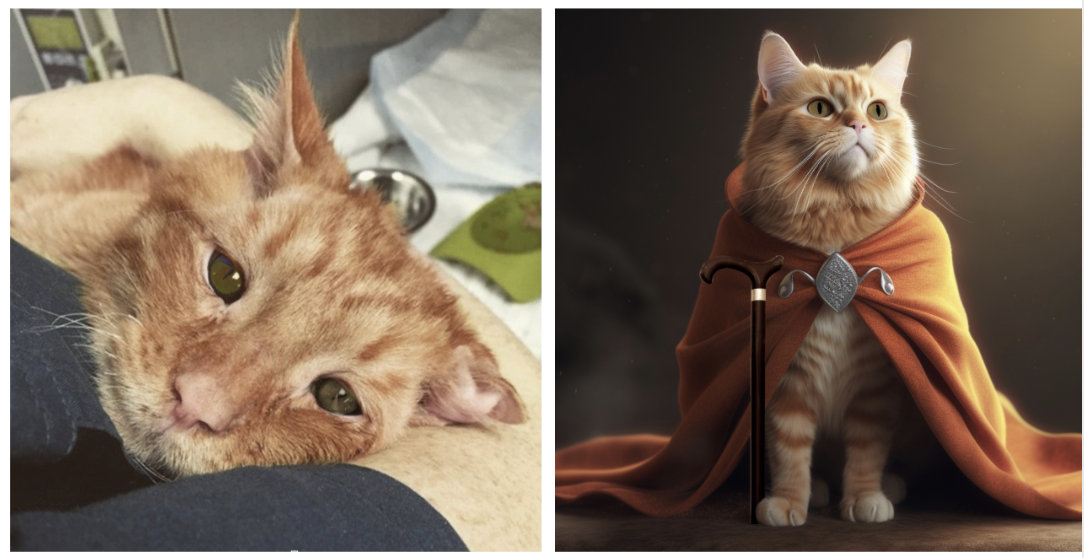  A wise and fantastic feline, Merlin is a master of companionship and will enchant you with his endless cuddles.  Despite a subtle limp, he is full of energy and has a magical zealous zest for life. We invite you to help this sweet sorcerer find his 