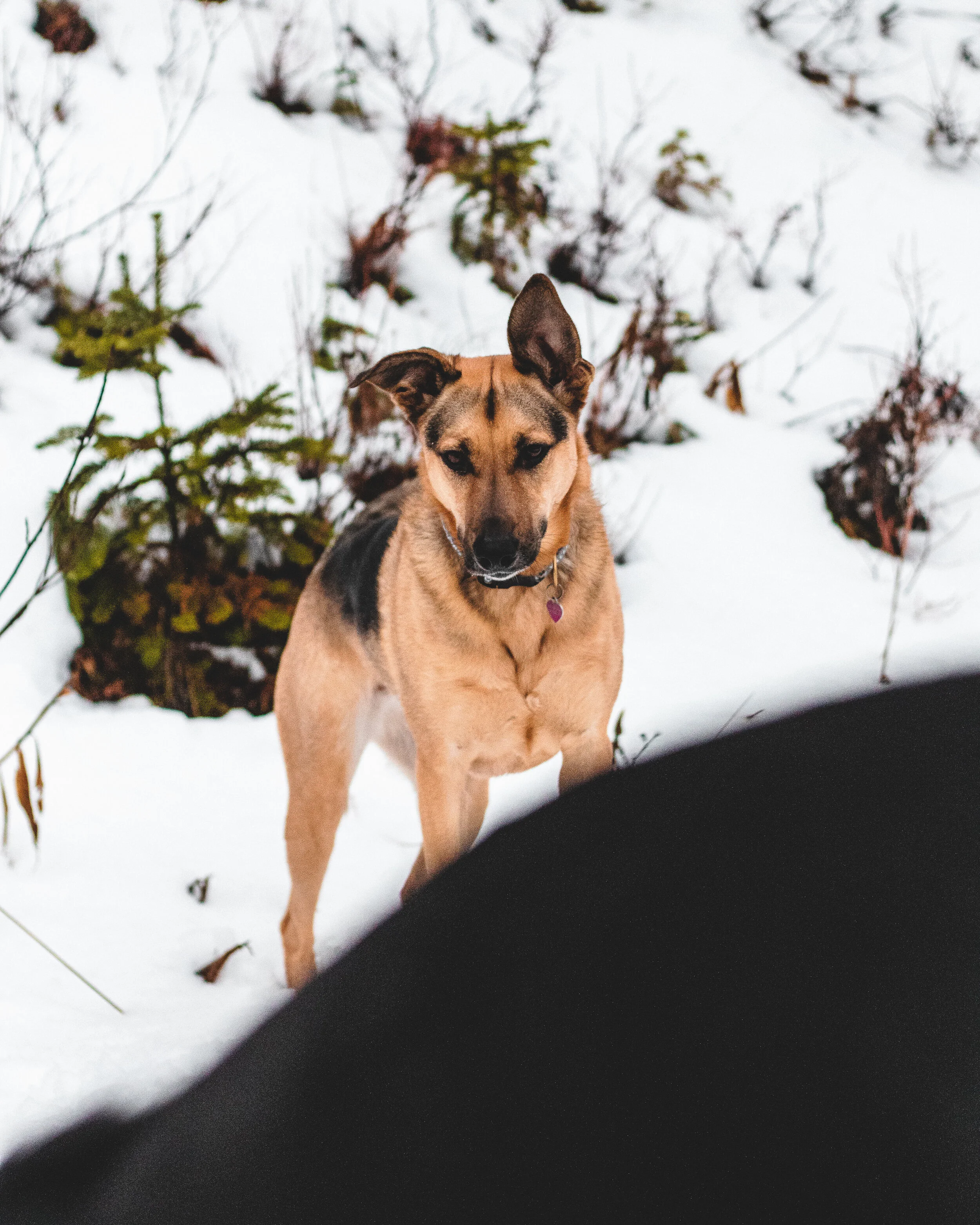Snowshoe Butte Seven Deep (18 of 50).jpg