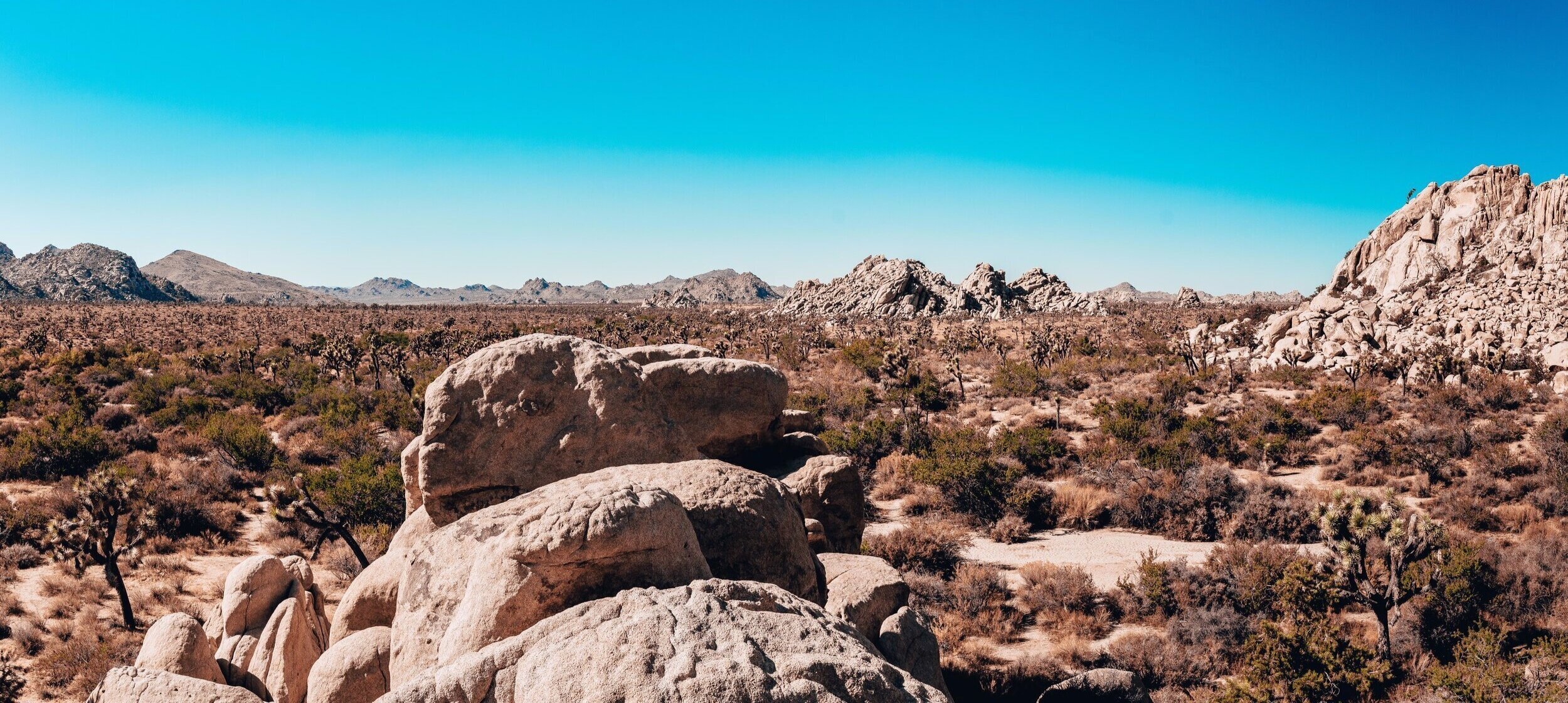 LA / Joshua tree