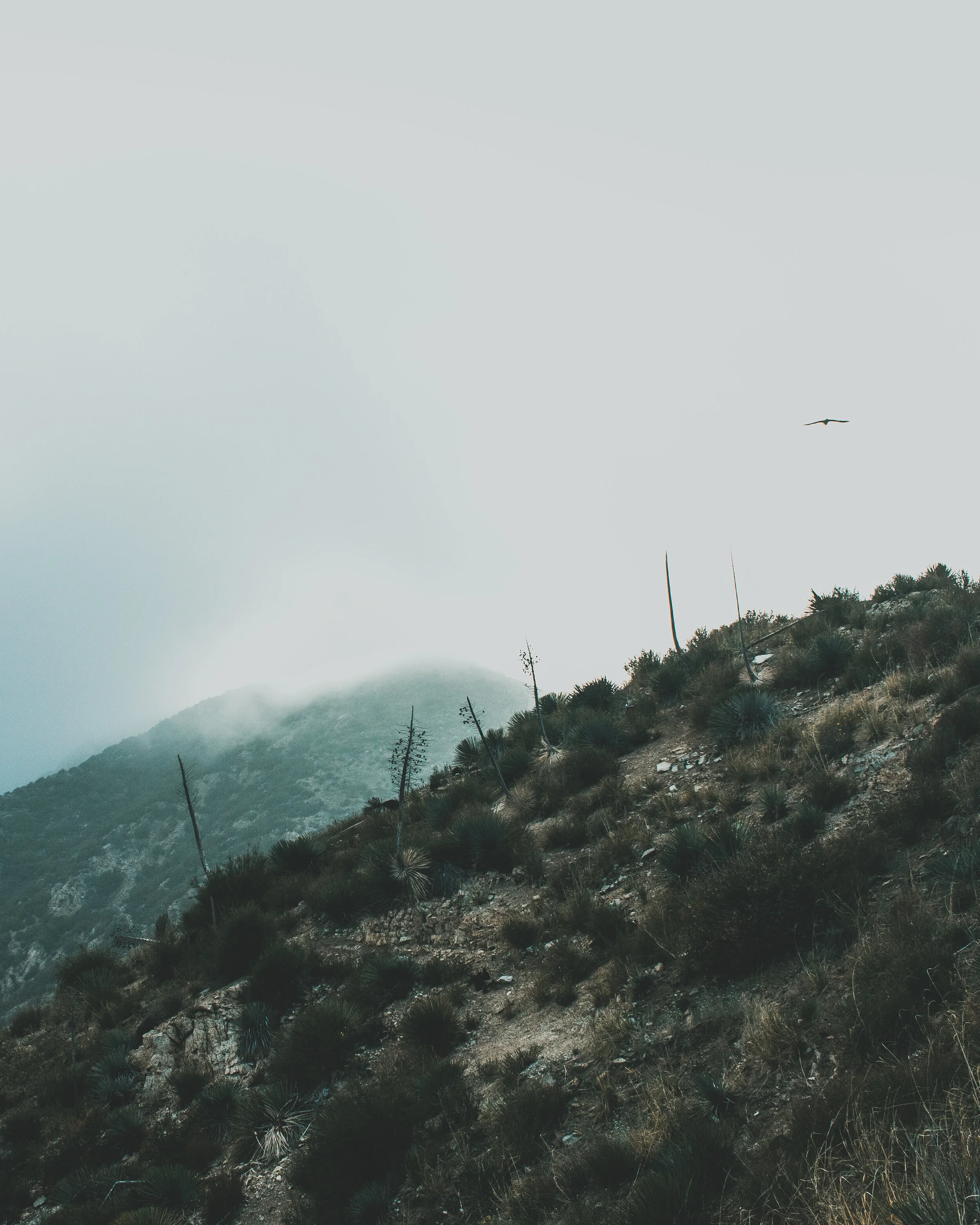 Angeles Crest