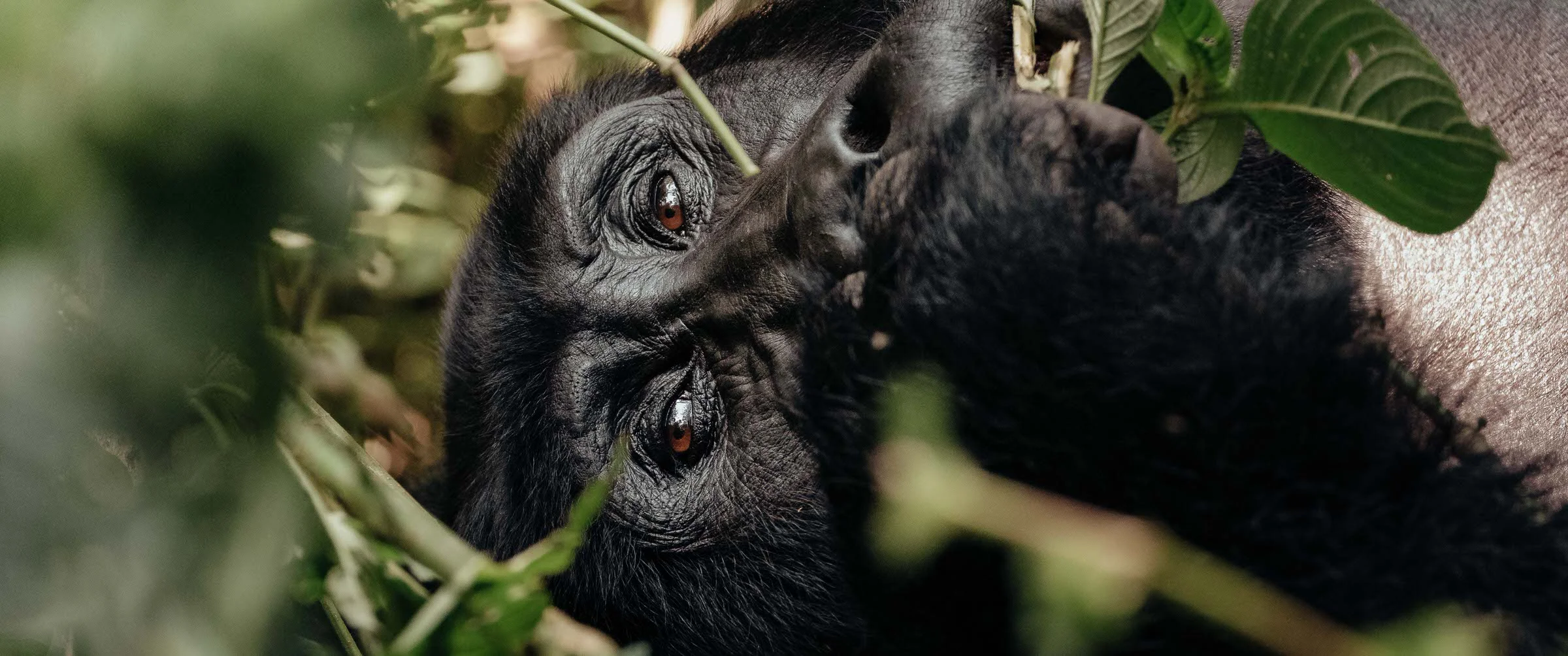 Bwindi Impenetrable Forest, Uganda
