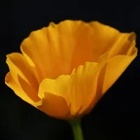 poppy.jpg