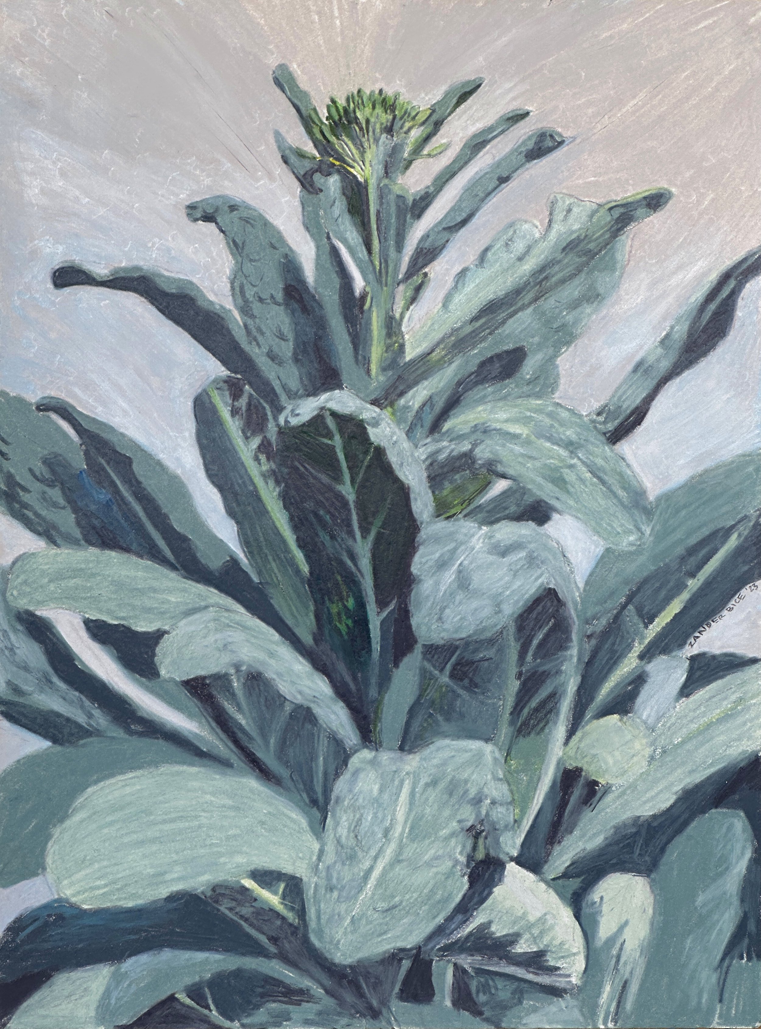 Kale - Colored Pencil on Paper - 9"x12" - 2023 (*SOLD)