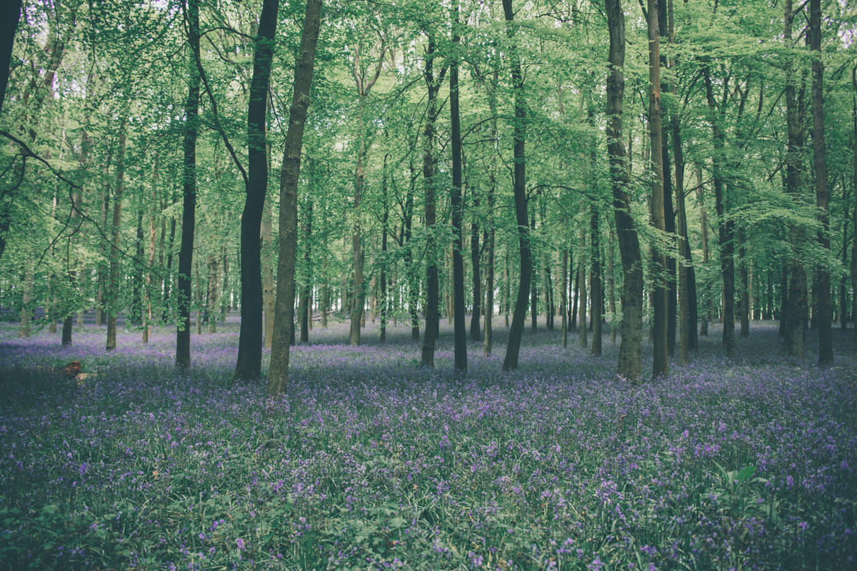 Sarah + Caco Bluebell Wood Preshoot-11.jpg