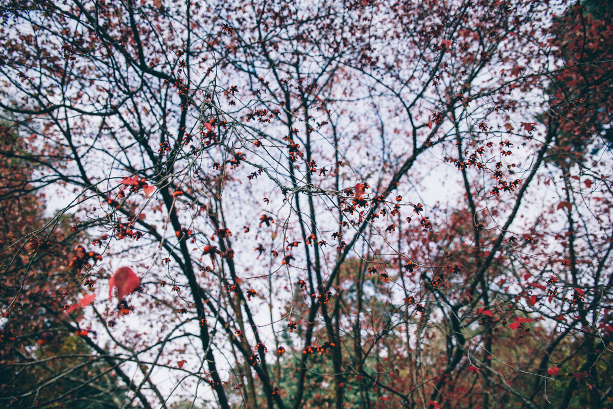 Laura + Venko Westonbirt Arboretum Autumn Preshoot Low-53.jpg