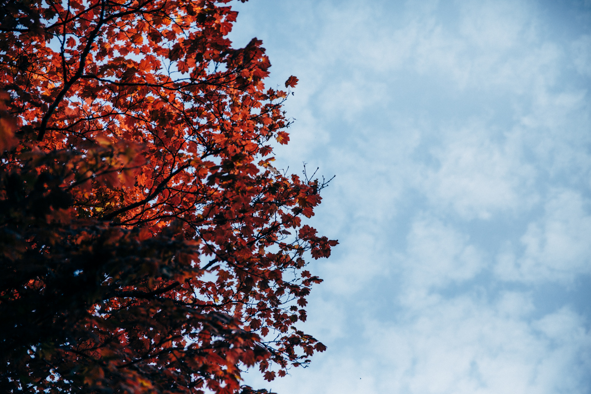Laura + Venko Westonbirt Arboretum Autumn Preshoot Low-61.jpg
