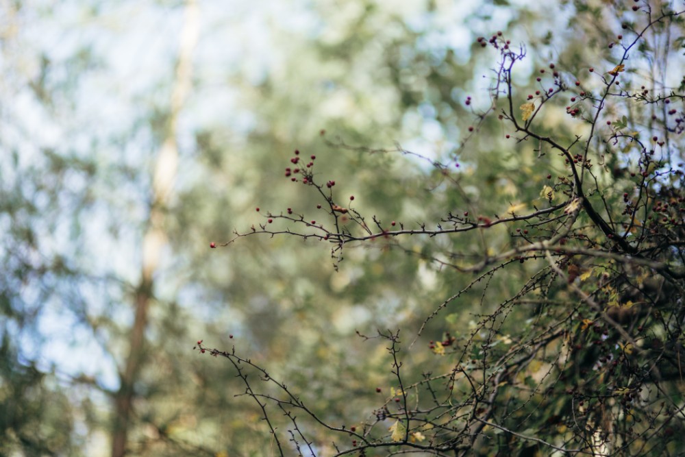 Joe+Lauren Intimate Woodland Handfasting - Naomijanephotography 13.jpg