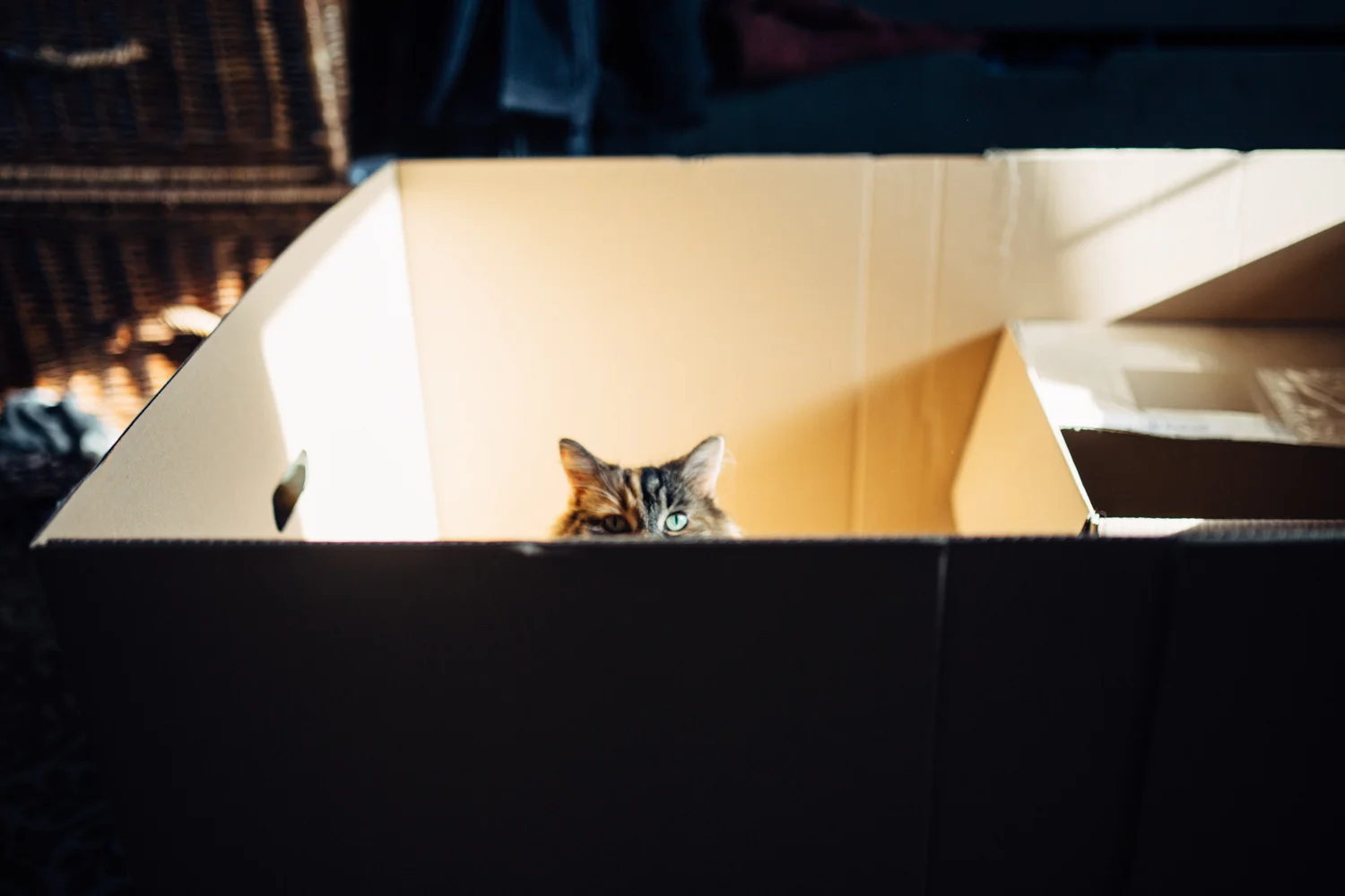 Ruby2019 NaomiJanePhotography-1.jpg