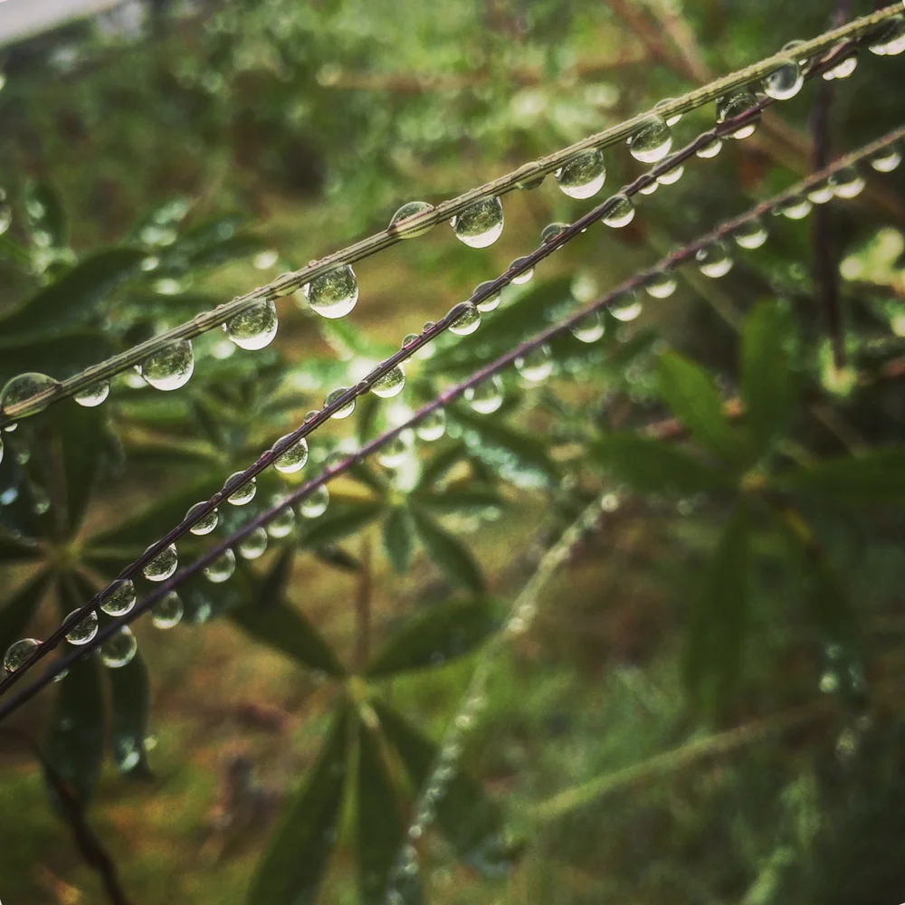 Haustið er komið | Autumn has arrived