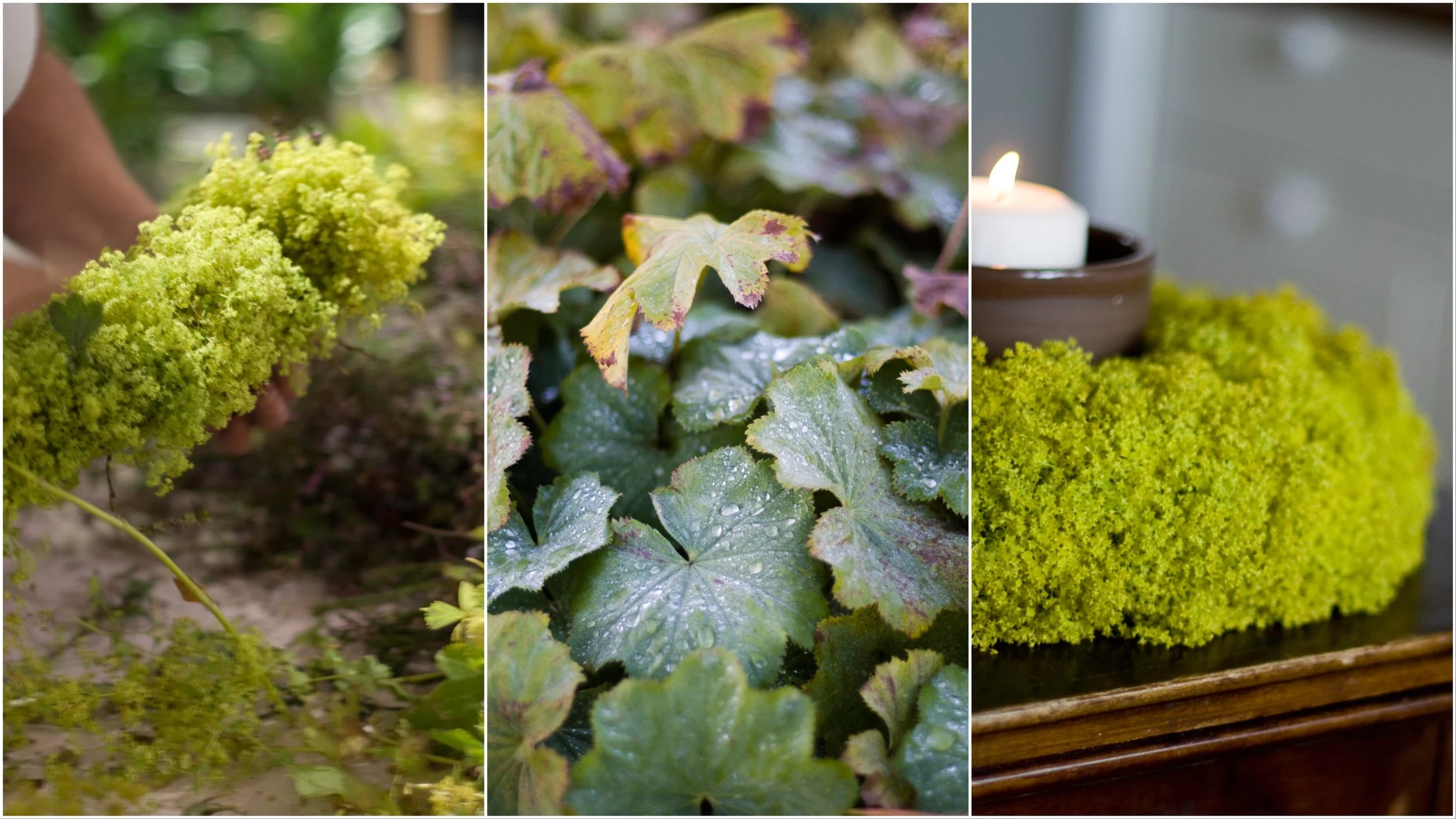 Síðasta námskeiðið með maríustakk | Last wreathmaking with common lady's mantle