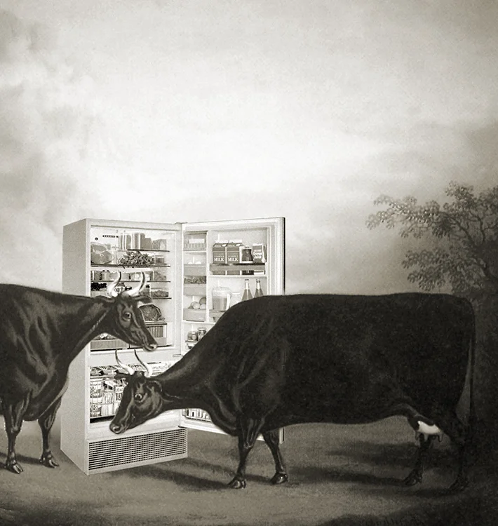 mystic-medusa-cows-at-fridge.jpg