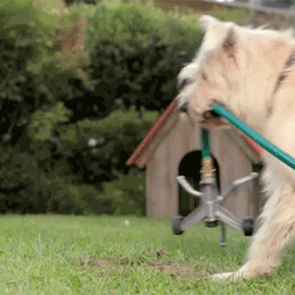 DogClip.gif