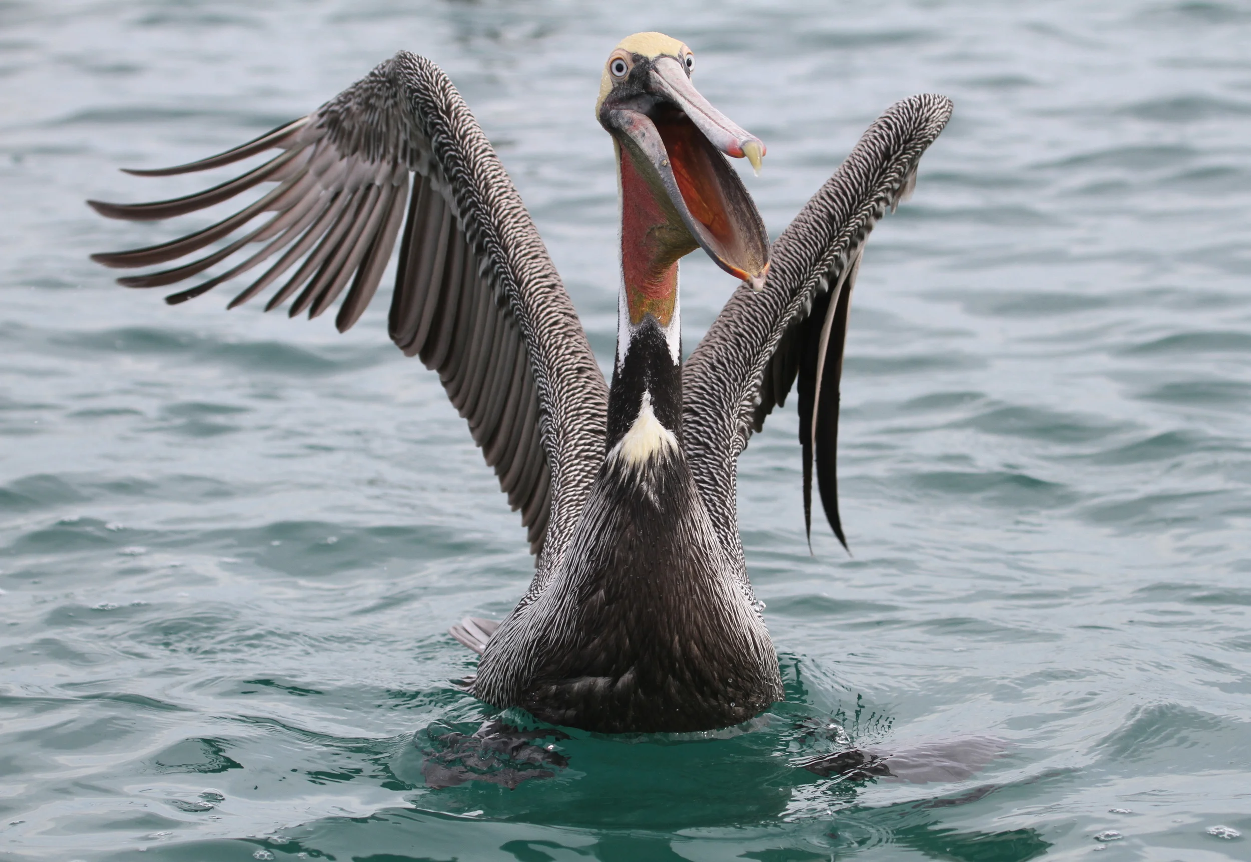 Brown Pelican