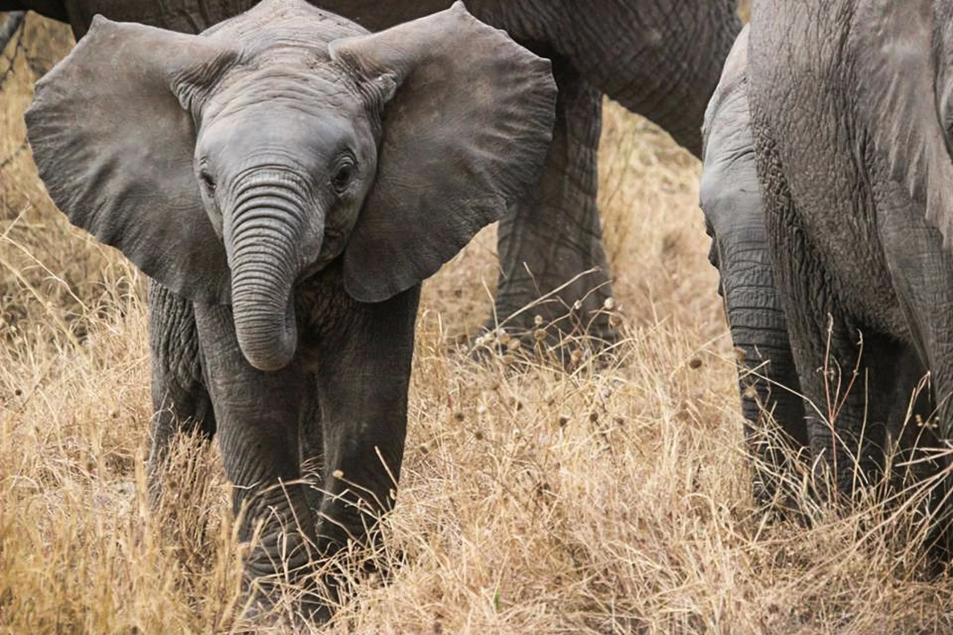 elephant-baby-285515_1920.jpg