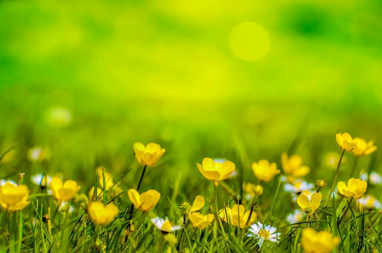 spring-316535_1280.jpg