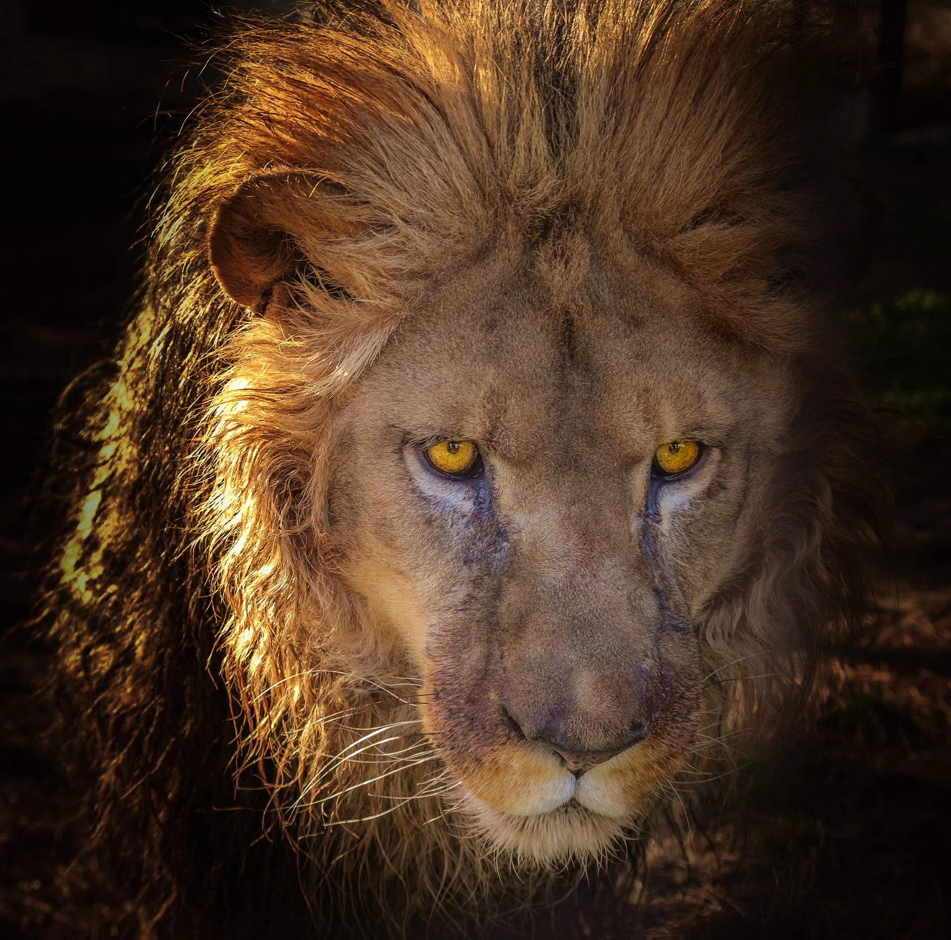 lion-3070285_1920.jpg