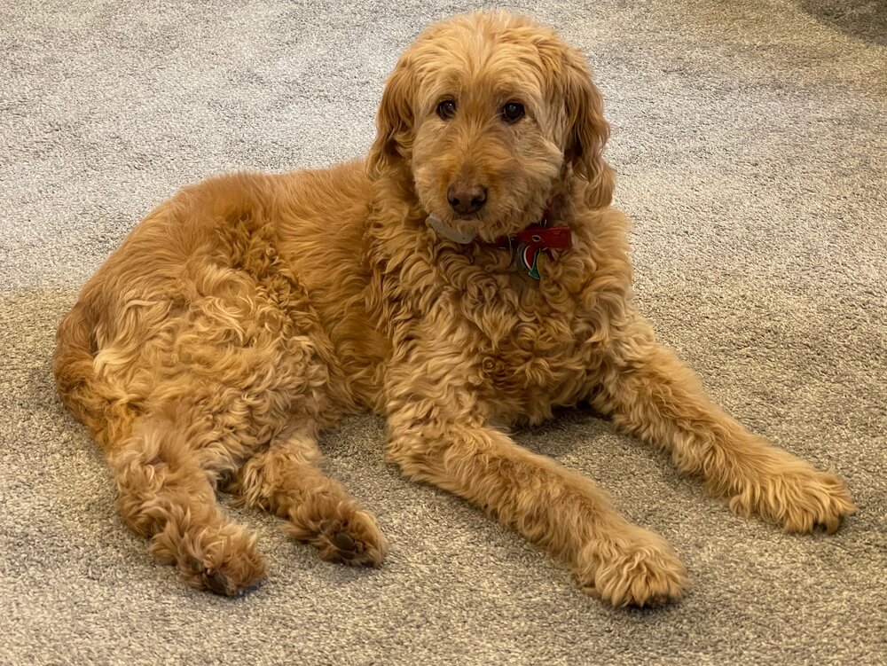 Latke, our Goldendoodle