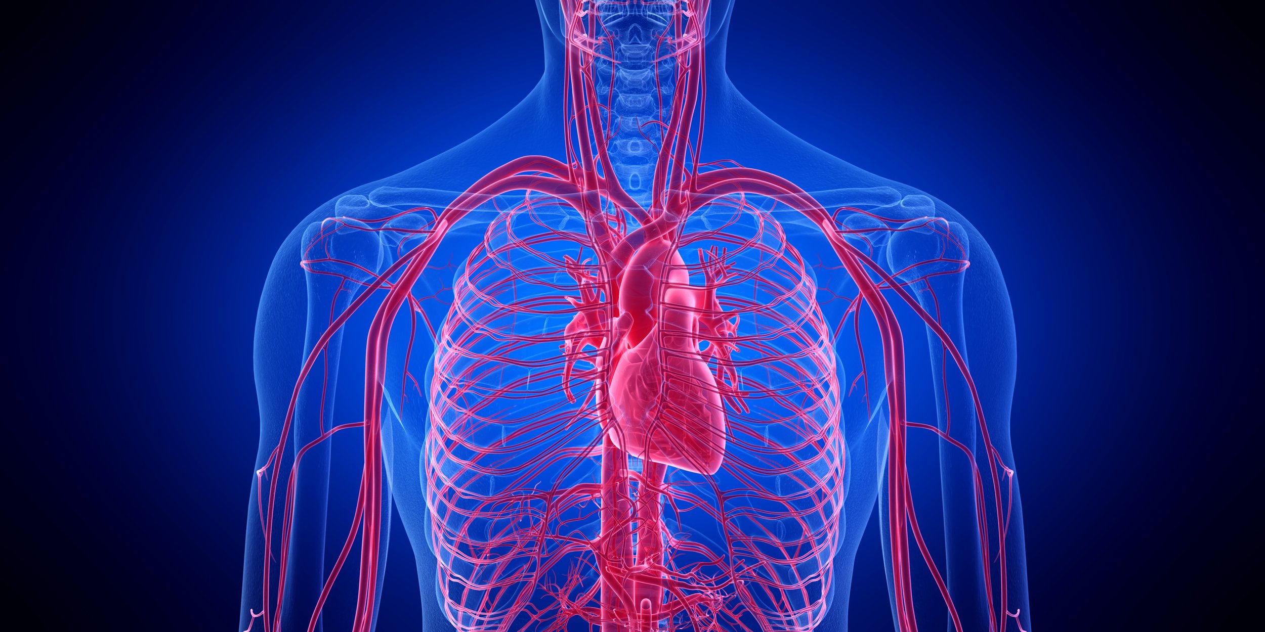 CARDIOVASCULAR SYSTEM