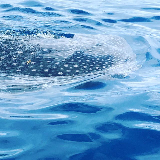 Experience of a lifetime - Swam with Whale sharks 🦈 
Made me realize how much magic and wonder and intelligence there is in the Universe that we often take for granted 
Knowing and being with these gentle giants are Pre-historic was awe-inspiring ✨
