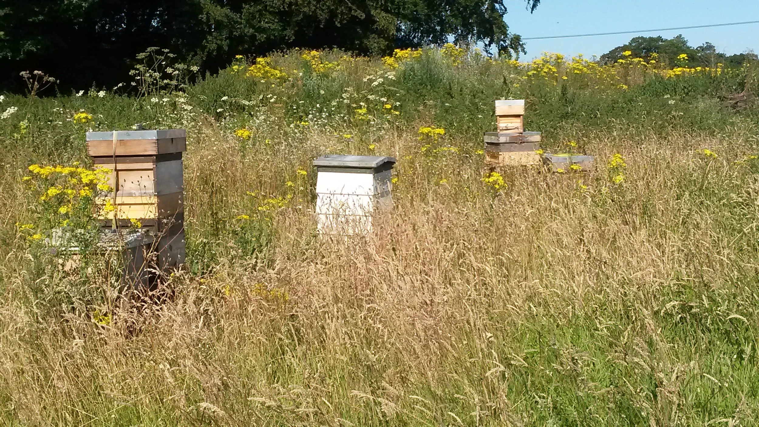 Yattendon Estate apiary