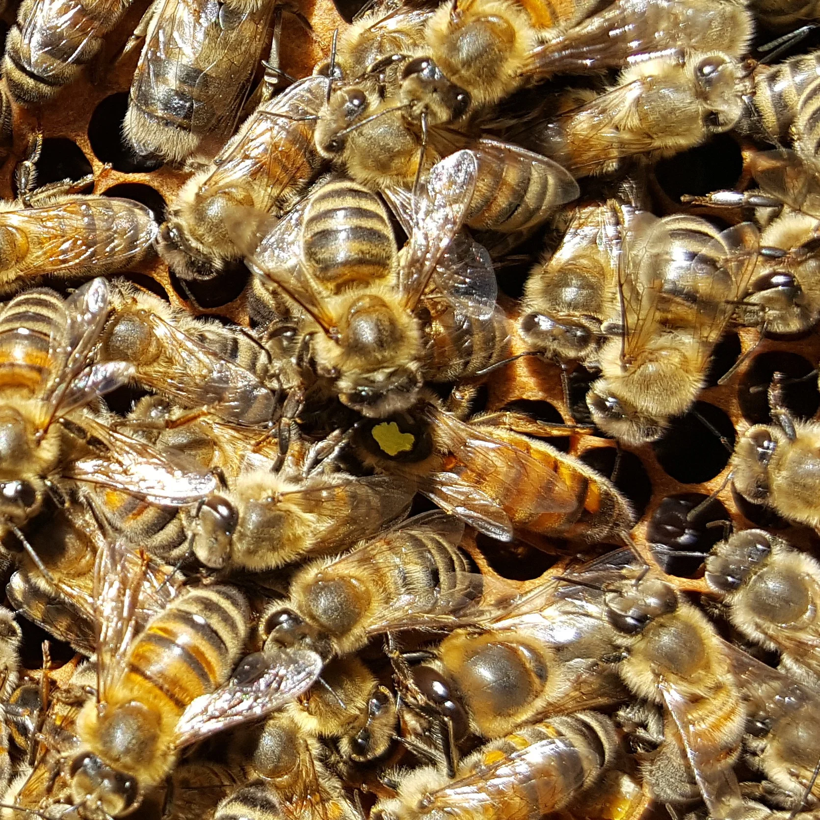 The new queen bee with the yellow dot on her back