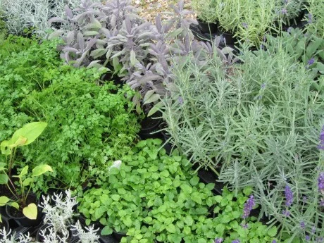 What'cha Growin' This Year?