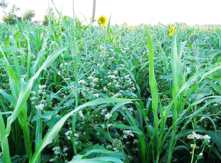 Cover Crop Cockatil.jpeg
