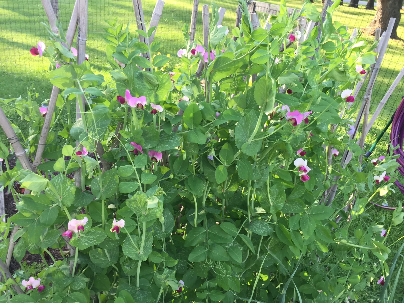 My Personal Growth Up the Pea Trellis