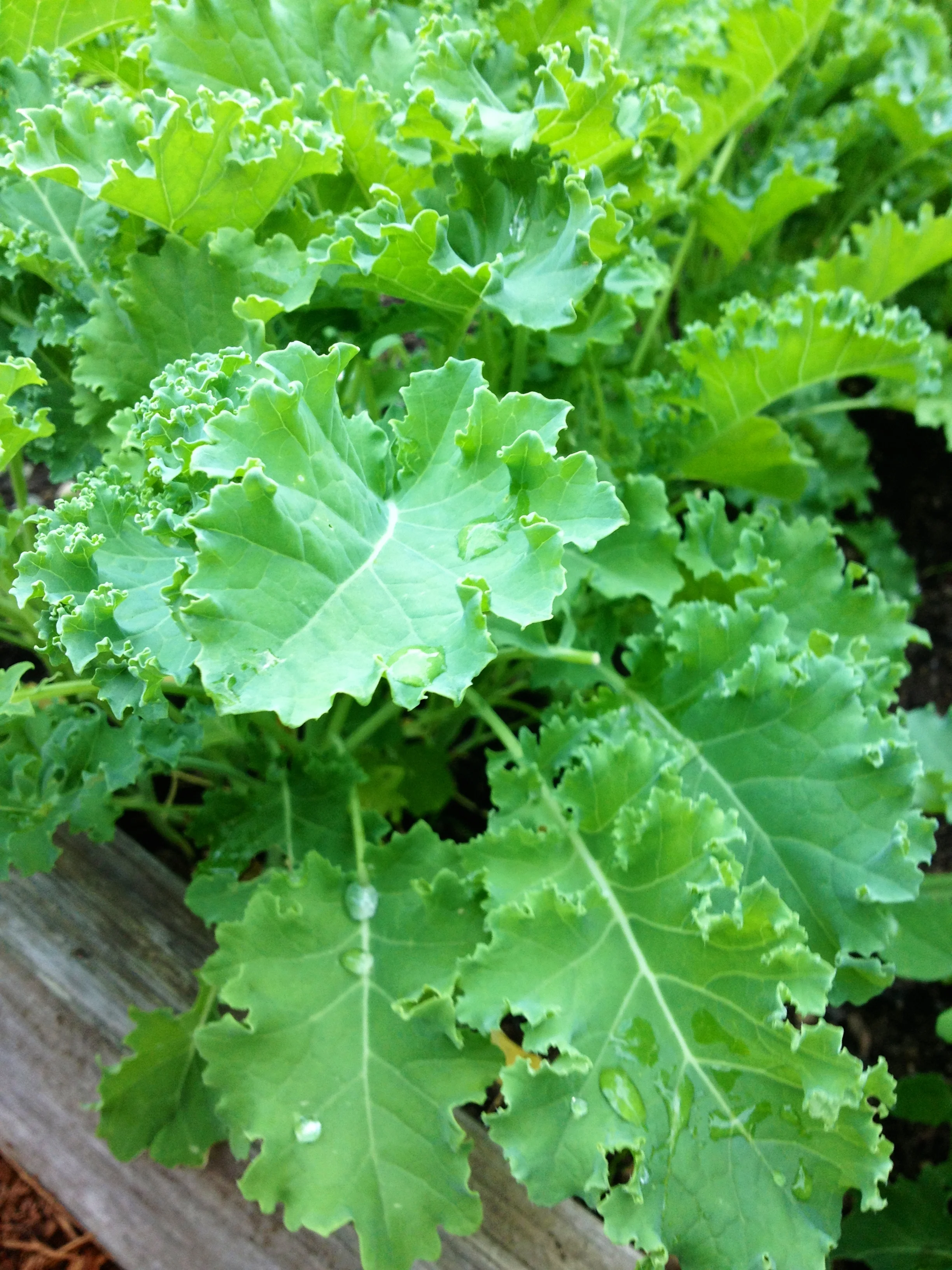 Kicking Some Kudos to Kale