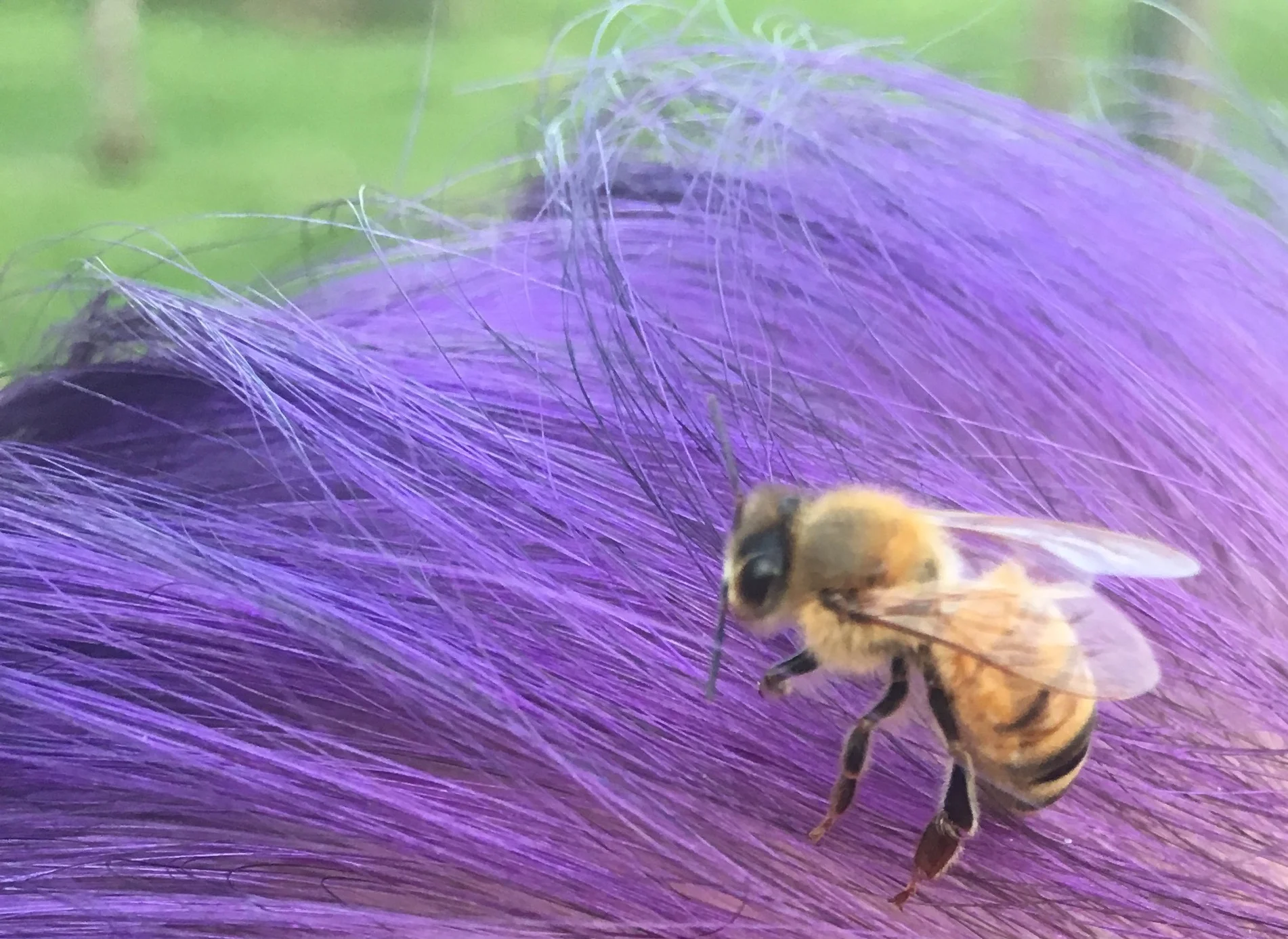 Our Honeybees are Home