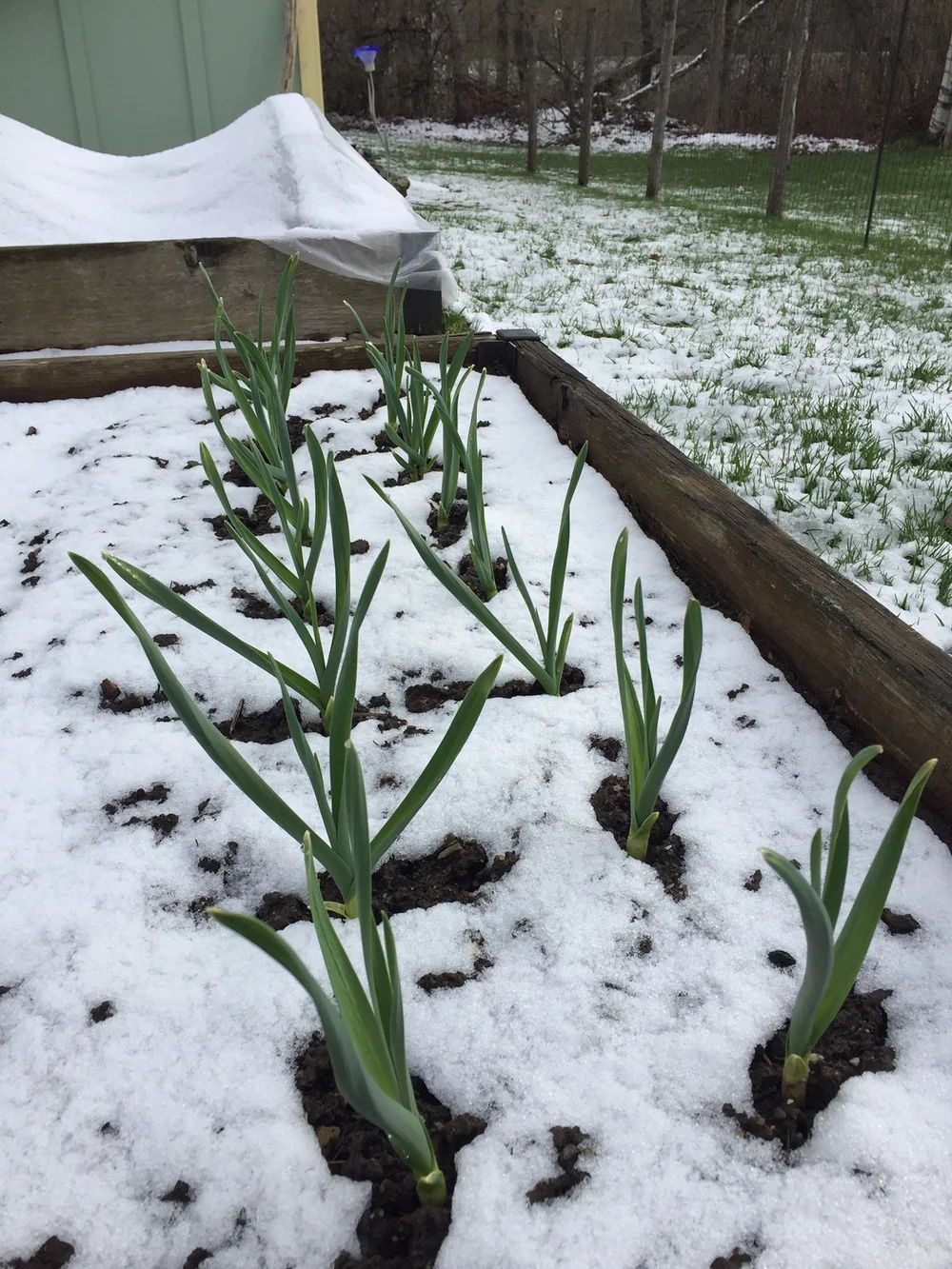 Snow 2.JPG
