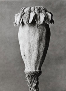 © Karl Blossfeldt c.1920