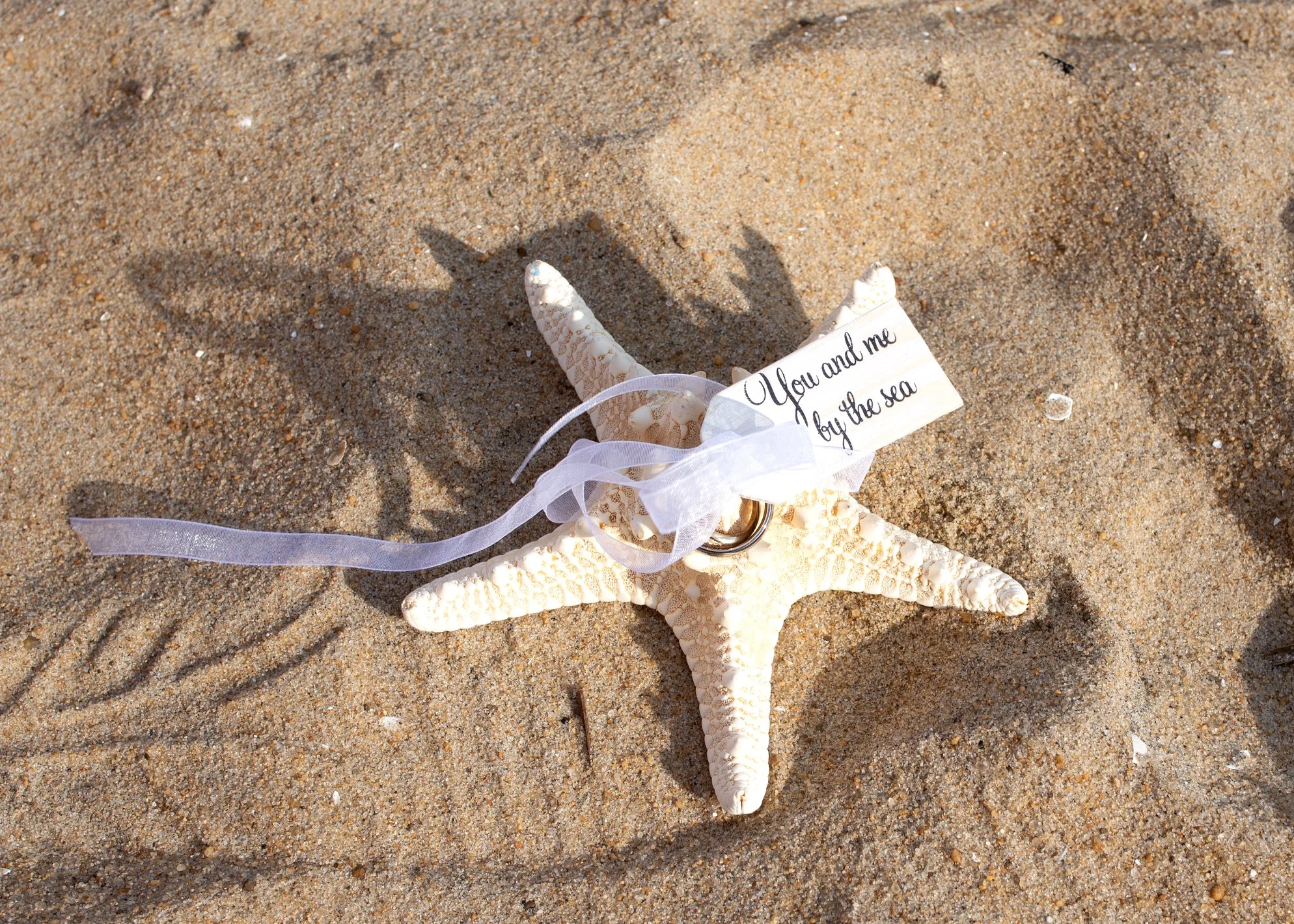starfish.jpg