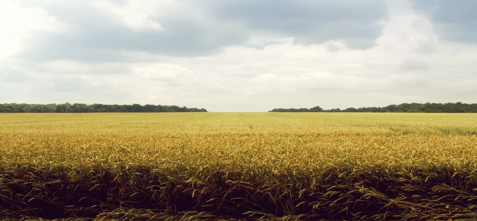 banner.jpg
