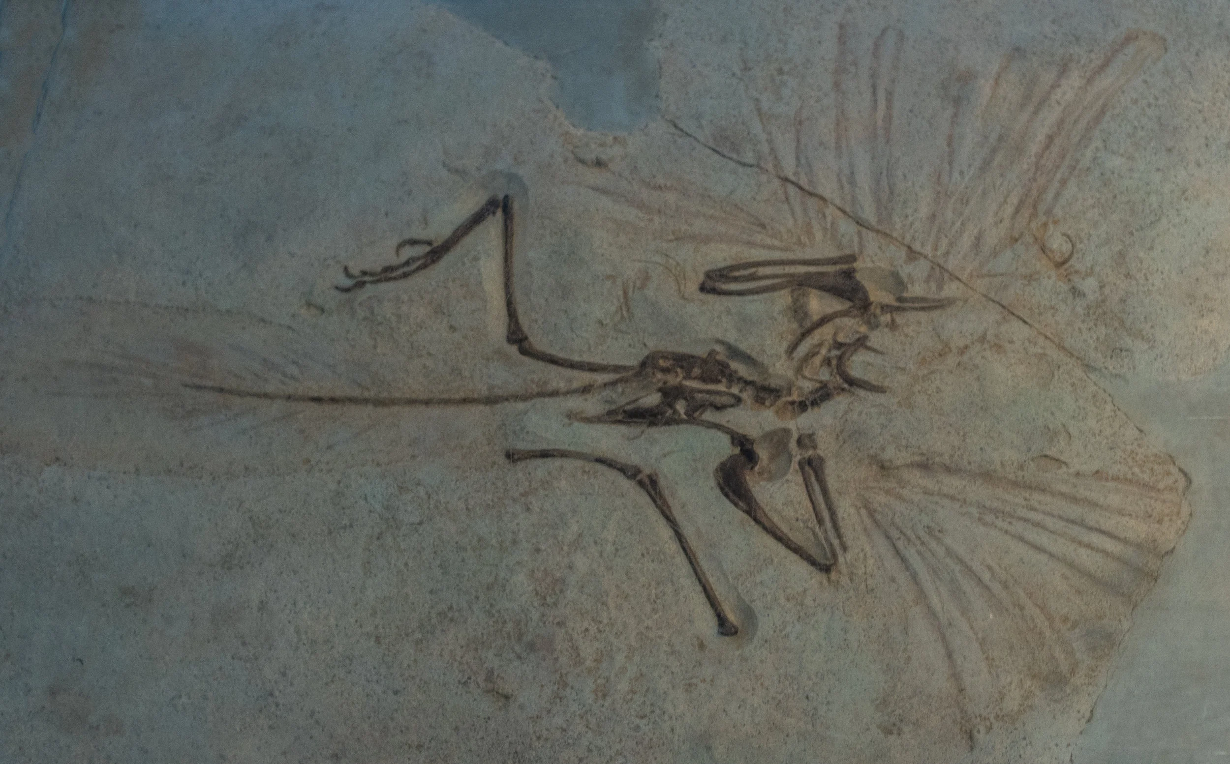 Fossil of Oldest Bird, 2015
