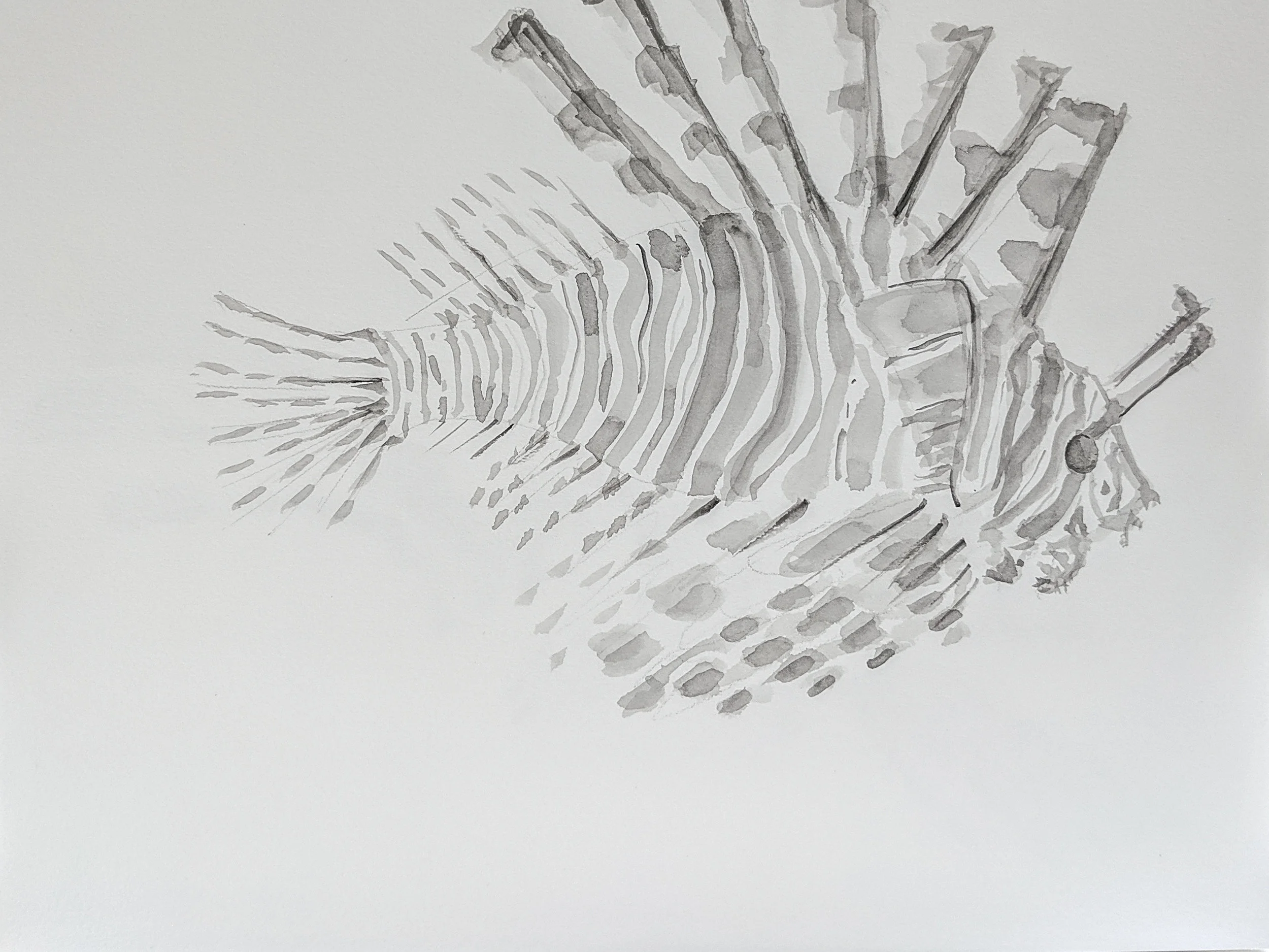 Lionfish drawing_ex_1.jpg